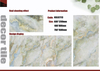 Gold Line Glossy Floor Tiles