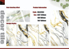 Gold Line Glossy Floor Tiles